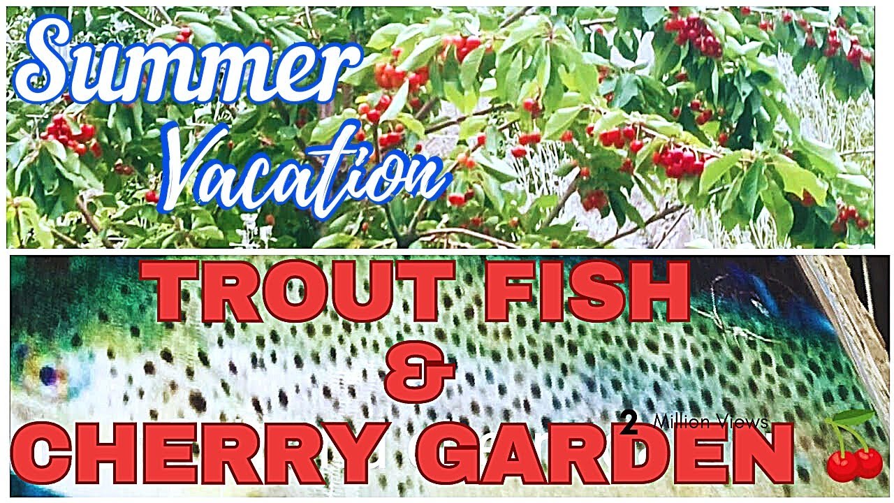 Trout fish & cherry garden/ soq valley skardu/ skardu places / trout fish farm / cherry garden