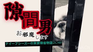 【隙間男】シーズー犬あうんのてんぽ実家帰省物語2018〜今年はなかよくなれるかな？〜