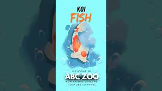 10 Fascinating Koi Fish Facts: Discover These Colorful Swimmers! | ABC ZOO Fun Animal Lessons