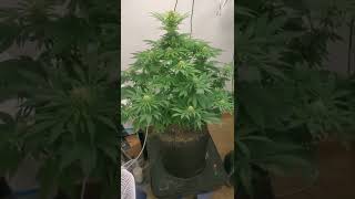 Octopot grow room grow #4 Weekly update. Jack herer,Critical auto,White widow,Alaskan purple.