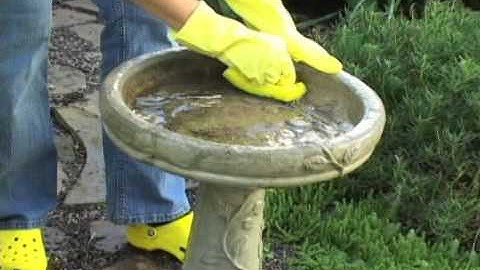 How to Clean and Maintain Bird Baths