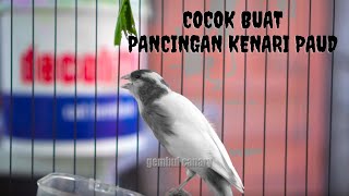 Kenari Gacor Cocok Buat Merangsang Kenari Macet Agar Mau Bunyi Kembali #89