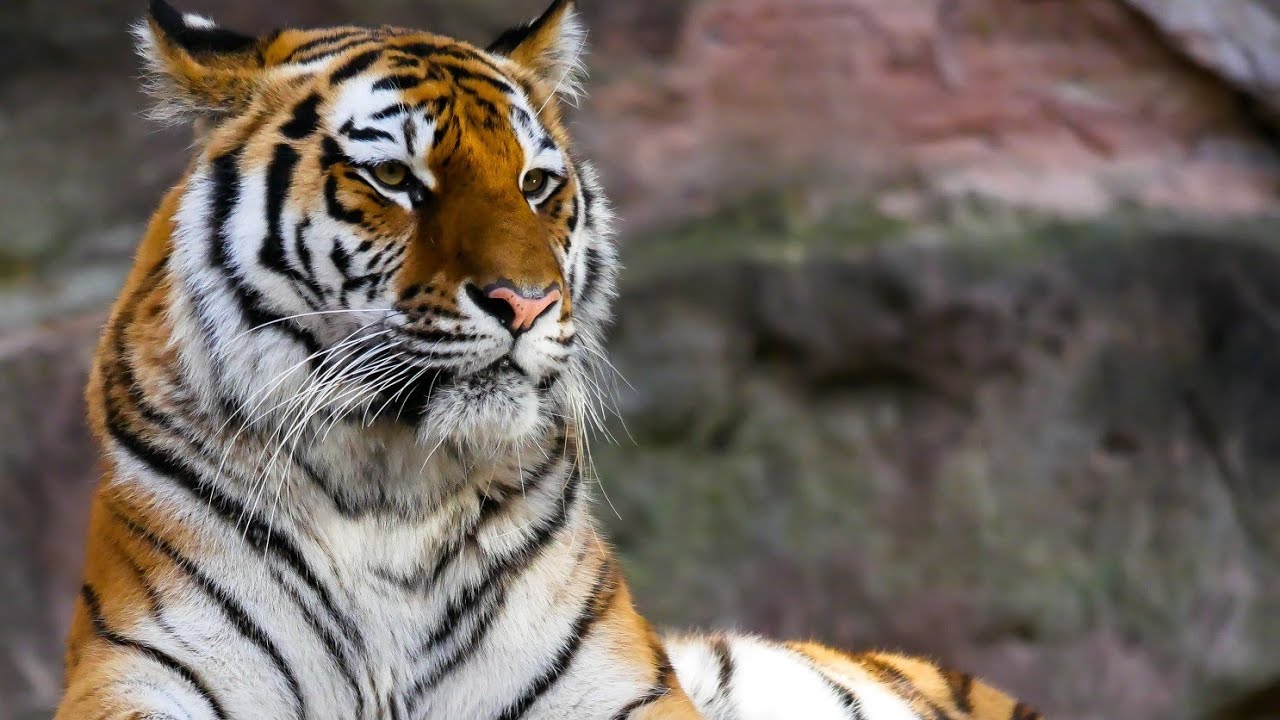 Beautiful Lion's| Amazing Animals| Rare Animals| Lion vs Lion| Crocodile| Lion vs Crocodile|