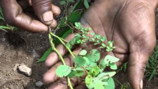 Ayurvedic Way For Excess Smegma That Is Haring You- Pankaj Oudhias Ethnobotanical Surveys-1902