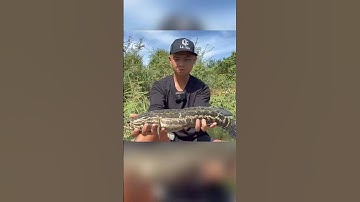 Bạn có tin câu cá chuối hoa khổng lồ bằng chiếc cần này không?