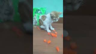 Beads ASMR 🌈 Relaxing Cat ReverseMagic🙀 #shorts #cat #satisfyingvideo #asmr#trendingshorts