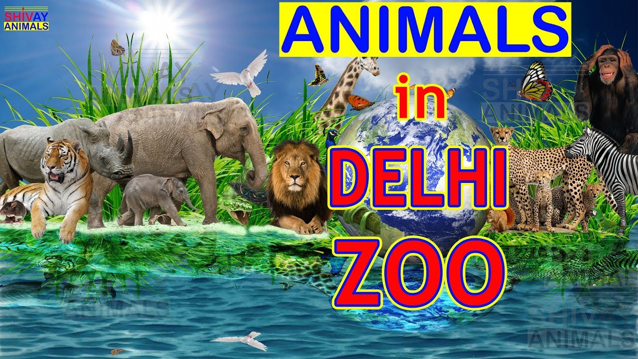 National Zoological Park - Animals Video in Delhi Zoo - YouTube