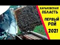 ПЕРВЫЙ РОЙ 2021 очень ДОБРЫЕ ПЧЁЛЫ! Харьковская область