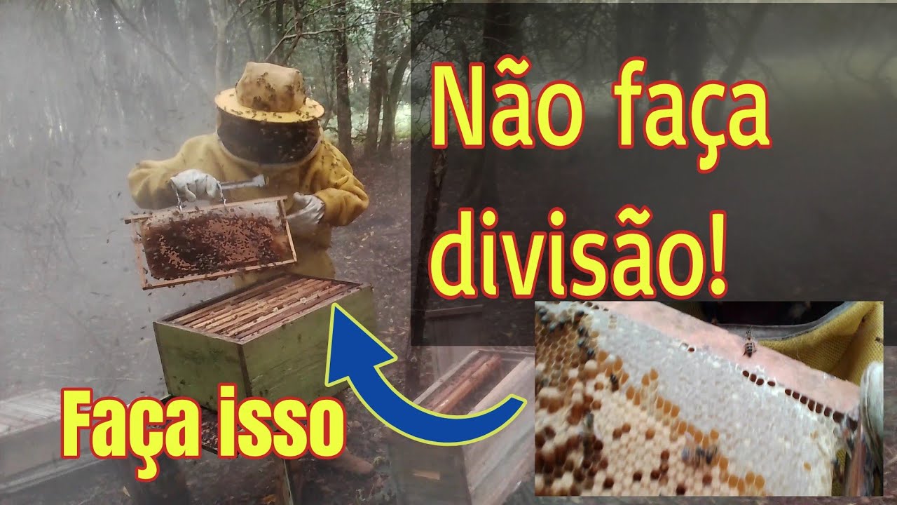 Não divida o seu enxame, faça isso☝️