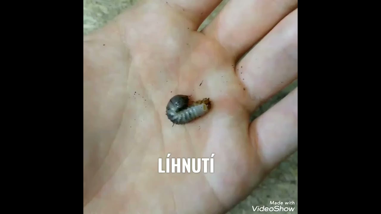 Mecynorhina torquata ugandensis - od vajíčka po brouka