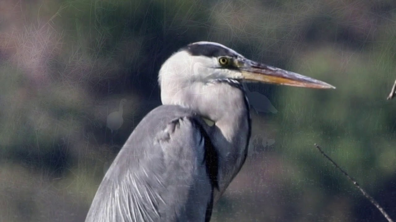 Birds at BirdLife Malta's Nature Reserves YouTube