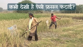 हाथ से ही दे दी मशीनों को मात | Cutting Crop with Vikalp Scythe