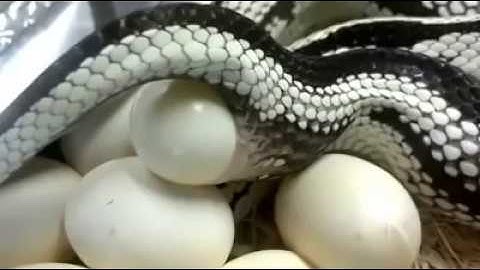 cận cảnh rắn đẻ trứng