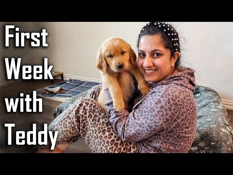 First Week Experience with our Golden Retriever Puppy | Le Rakhi hai Bhai Teddy ne 😂