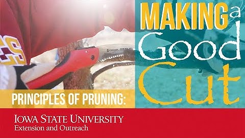 Principles of Pruning - Making a Good Cut