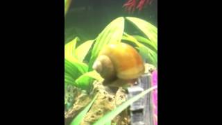 MJ- amazing dancing Betta fish