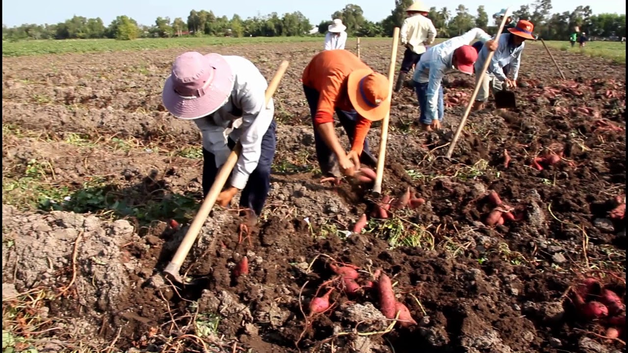 Dỡ khoai đầu năm, vừa trúng mùa vừa trúng giá