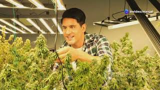 Cannabinoid Chronicles  From Flower to Harvest
