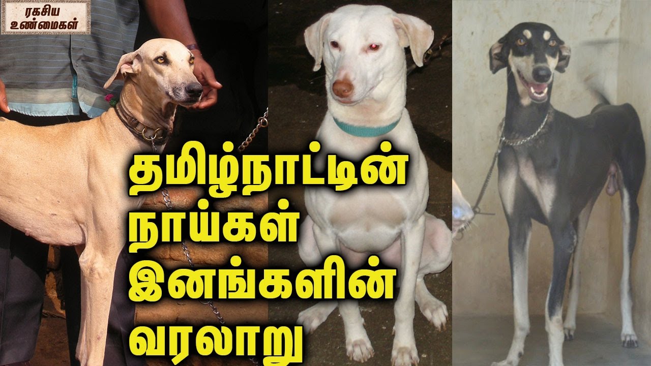Tamilnadu Dog Breeds And Its History 