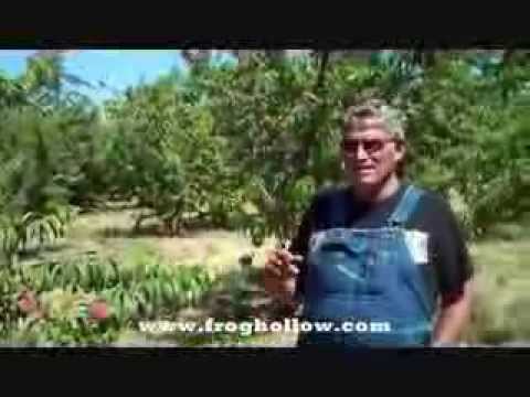 Video: Suncrest Peach Tree Info: Kawm Yuav Ua Li Cas Loj hlob Suncrest Peaches