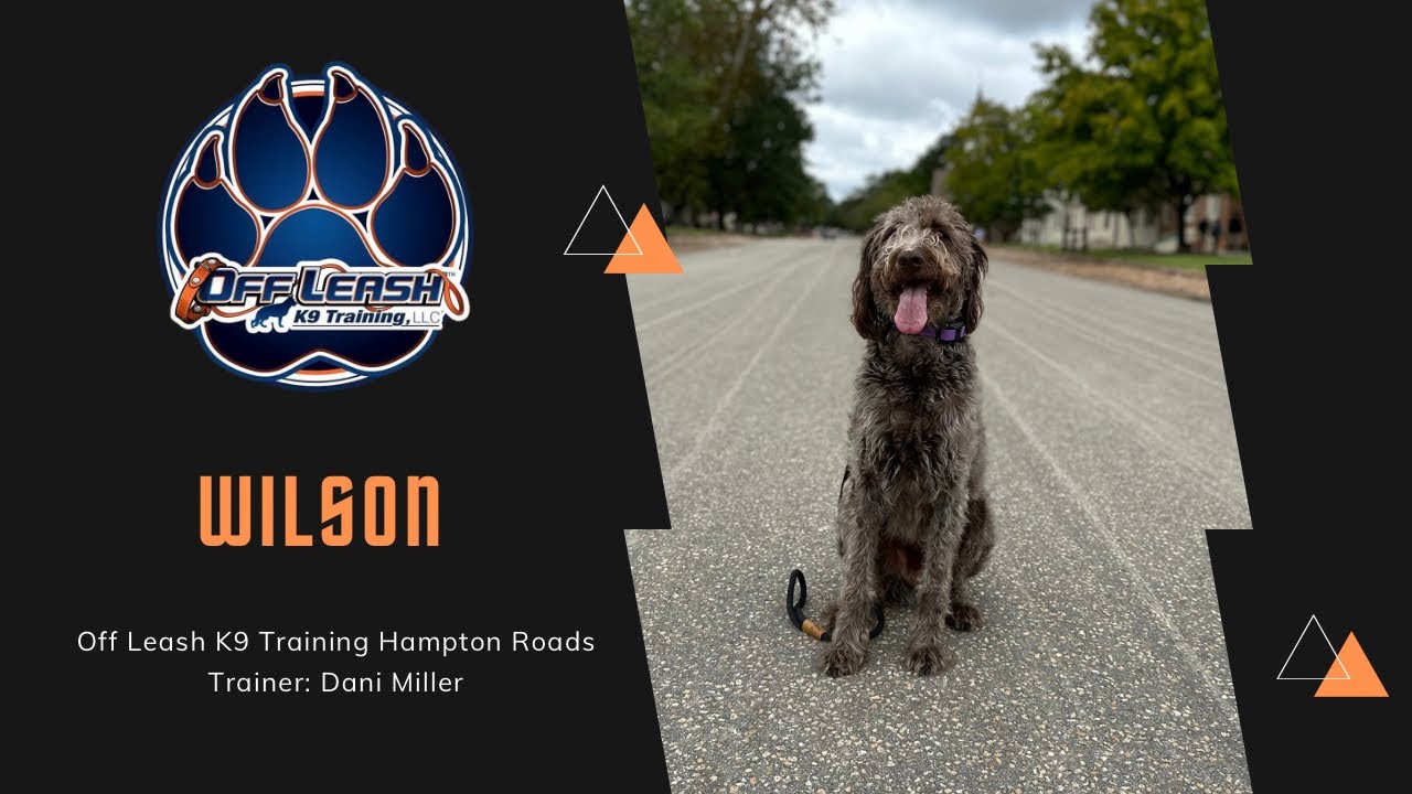 “Wilson” 7 Year Old Poodle Pointer Mix | Nervous to Confident!