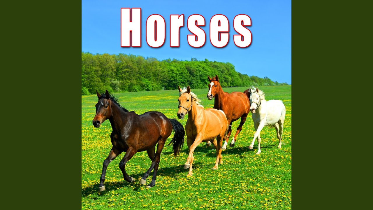 Thoroughbred Horse Neigh or Whinny YouTube