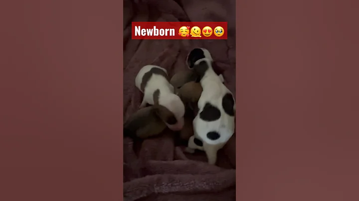1 day old Chihuahua Puppy’s!! 🐶😍🥰🫠 #shorts #trending #viral #vines #chihuahua #video #cutepuppy