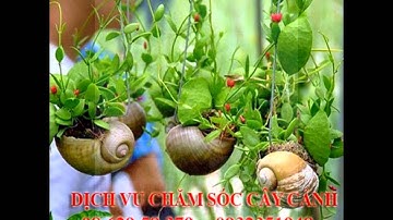 , 0932351948.]] dịch vụ cắt cỏ, trồng cây xanh sân vườn quận 7.tphcm