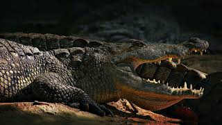 Crocodile Sound Effect  FREE FX #cat #soundeffects screenshot 5
