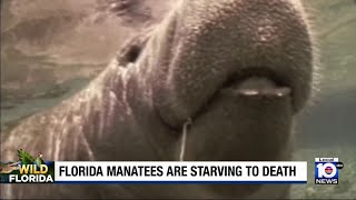 Activists pushing to save Florida manatees