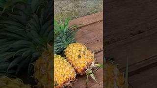 Yapraktan Ananas Yetiştirmek Mümkün Mü? Çe