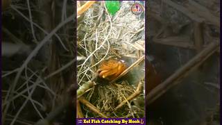 Eel Fish Catching By Hook 🪝 Fishing Video 🎏 Eel Fish Catching Tricks 🎣 #shorts #fishing #fish #eel