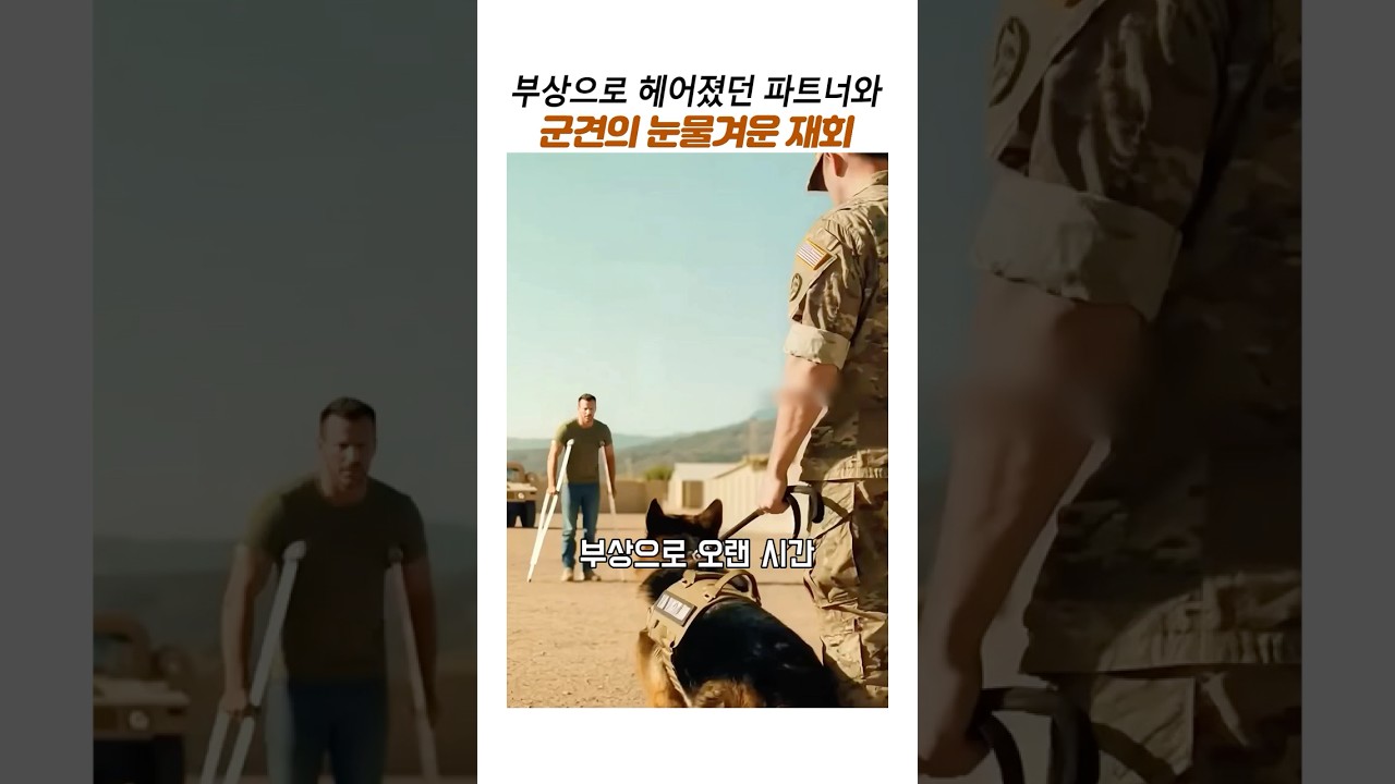 부상으로 헤어졌던 파트너와 군견의 감동재회#감동동물#셰퍼드#군견