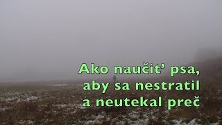 Ako naucit psa, aby sa nestratil a neutekal prec 2017