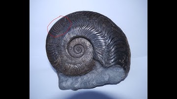 Fossil Hunting EP 41, Pt 2- Sandsend 19.10.19