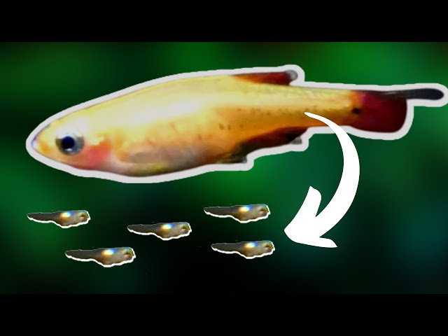 White cloud minnow breeding: GOLDEN WHITE CLOUD MINNOWS HAD BABIES