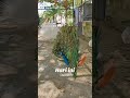 Burung Merak #padahariini #jemberminizoo #zoo #burungmerak #peacock