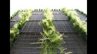 Project 2 - Green Walls at SPA- Timelapse
