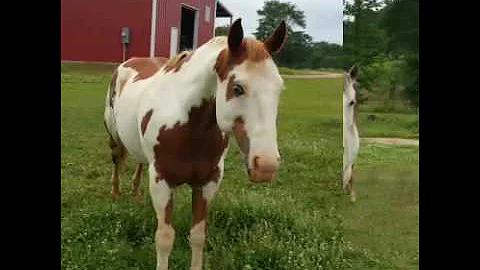 The farm 2016