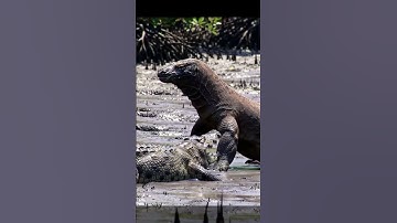 PREDATOR CLASH !! WHO WILL WIN #wildlife #predatorvsprey #animals #wildanimals #animalworld