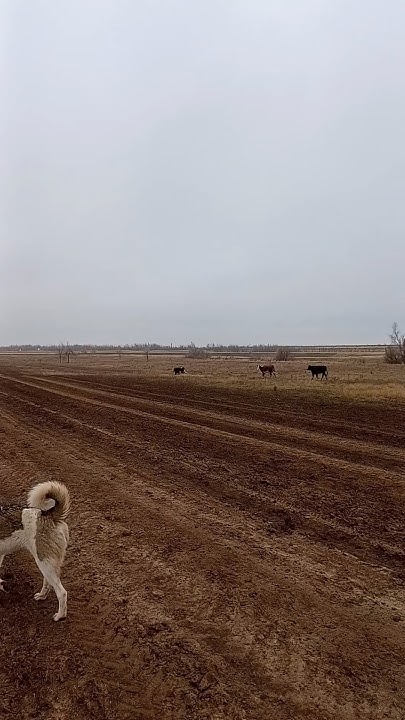 А Динамо бежит ? Все бегут 🐮🤣 - YouTube