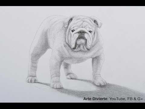 Video: Cómo Dibujar Un Bulldog