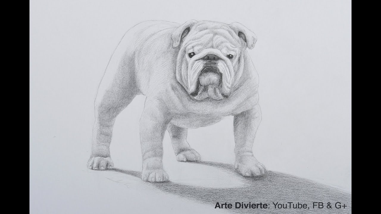 Cómo dibujar un perro bulldog a lápiz - thptnganamst.edu.vn