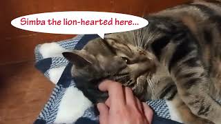 Adopt Simba