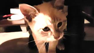 Aurora kitten plays with little blue mouse #throwback by MewRchive 56 views 10 months ago 1 minute, 3 seconds