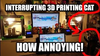 Interrupting 3D Printing Bengal Cat - HOW ANNOYING! Bengal Cat Icy - 3D Printing Prosthetic Hands! by singacata 204 views 5 years ago 5 minutes, 21 seconds