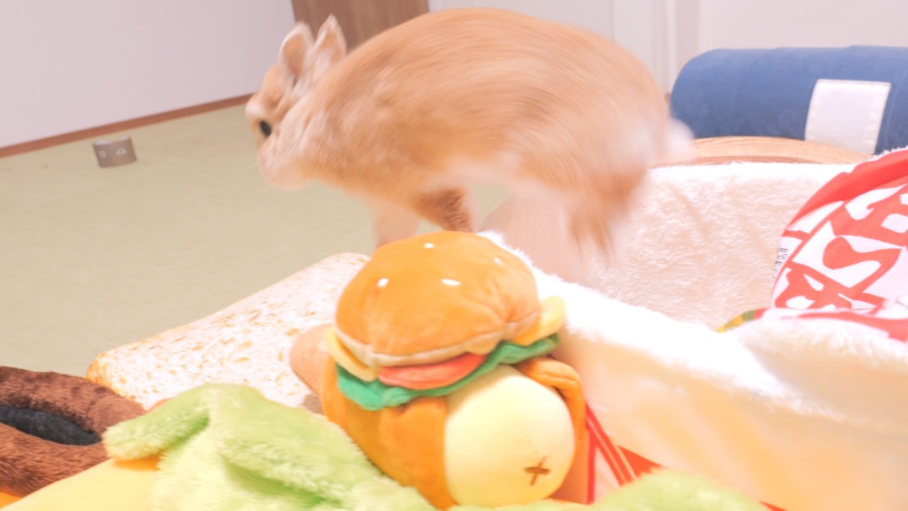 This rabbit jumps out of a giant cup noodle when I get home 【No