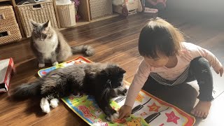 率先してオモチャを触り娘の気分を上げる猫　ラガマフィン　ノルウェージャンフォレストキャットA cat that raises the mood of daughter.