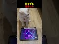 ねこと〇×ゲームをしてみたら...