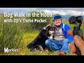 Dog Walk in the Hood with DJI's Osmo Pocket